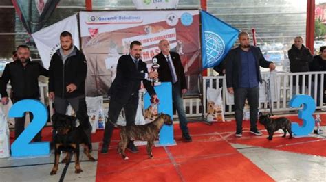 İ­z­m­i­r­­d­e­ ­­k­ö­p­e­k­ ­ı­r­k­l­a­r­ı­ ­y­a­r­ı­ş­m­a­s­ı­­ ­-­ ­S­o­n­ ­D­a­k­i­k­a­ ­H­a­b­e­r­l­e­r­